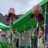 ��2021.04.16���Գ��������餤�Ƥ���ޤ�������ĮĮ��ϤĤĤ����餤�Ƥ��ޤ��衪�٤β���