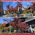 京この頃写真集~京都伏見京セラ本社の紅葉(2)/花前カレン