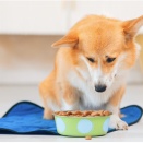 犬の食欲がなくなる3つの原因、病気の可能性は？