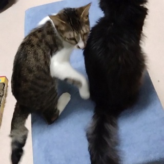 公園のネコたち