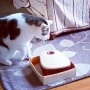 【天才】猫さんが6年間人間を観察して学習した結果、タイマー式で開閉するロック付きエサ箱を自力で開けてしまう！　→　その方法がまさか過ぎるｗｗｗｗｗ