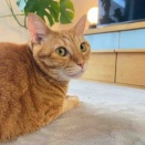 猫が嫌がらずに薬を飲む方法｜「ちゅーるポケット」でストレスフリーのねこ暮らし