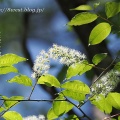 溜池の花