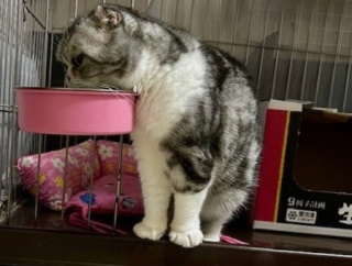 ケージ用のフードボウル（水飲み）を替えてみたら・・・