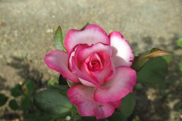 ミセスケイの薔薇コラム 薫乃