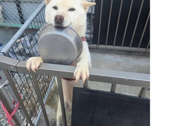 おもちちゃんの里親さんが見つかりました😆👍🩷