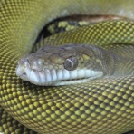 爬虫類クラブJ新潟店