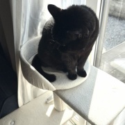 猫たちをお風呂に入れたら…