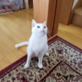 私の夫は温厚なタイプだけどＤＶ夫だった。結婚して２年、首を〆られた時点で別れを決意。私「別れようと思う。」すると夫は肩をがっくりと落として、テーブルの上に診察券を出した。