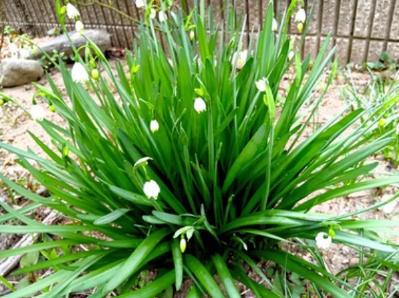 スノーフレーク＆ジャーマンアイリス