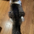 こんなしっぽ