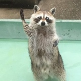 私に！　私にくださ……あっ　立ち上がって必死にアピールするもエサ争奪戦で連敗するアライグマが切ない
