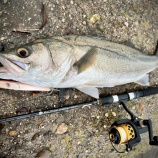 『清流川鱸ゲーム～引き続きのリサーチ釣行～』の画像
