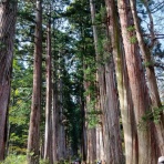 華音のクラシックはお好き？