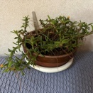 メディオカルカーが少しだけ咲いています