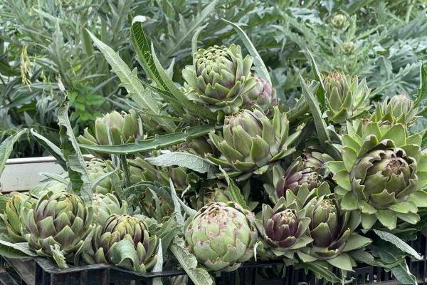 野菜直売高梨農場農場通信ブログ版 アーティチョーク