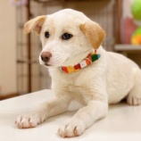 『犬７頭、子猫２頭 受け入れました』の画像