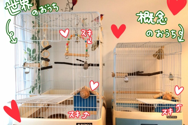 インコのことが好きすぎる