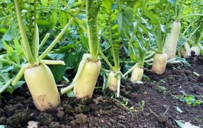 「大根」「ジャガイモ」「白菜」「キャベツ」←こいつら栽培するだけで食費かなり節約できるという事実