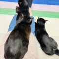 Megさんのお当番日記『エエおっちゃんにもずっとのお家を』