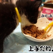 巣立ちの歌☆栄光