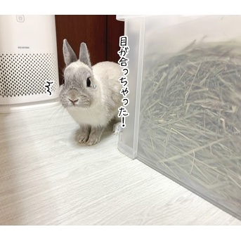 うさぎのルリ(4/11追記)