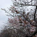 花散らしの大雨？