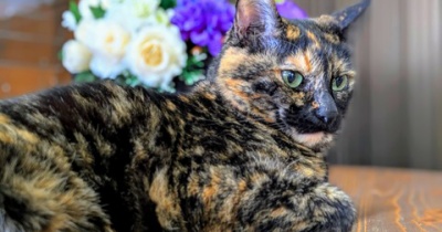 肩の痛みで腕がもげそう？整形外科に行く前