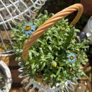 ＊春先に咲く青い花『キングフィッシャーデージー』『フィレオフィラ』『パルマスミレ』