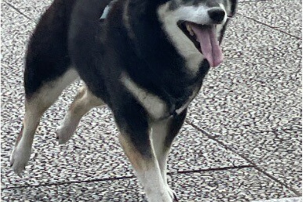 黒柴 ☆プロフィール必読☆ 黒柴（黒の柴犬）の子犬を探す｜ブリーダーナビ