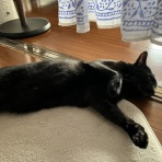 ねことのくらし