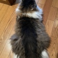 こんなしっぽ