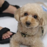 『【里親募集中】トイプードルのぷー太』の画像