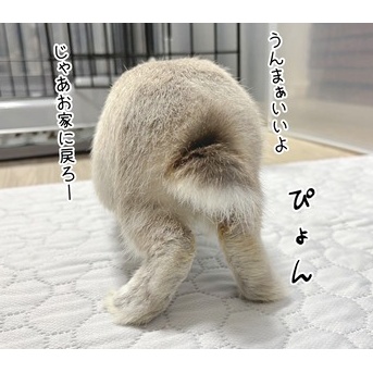 うさぎのルリ(12/6追記)