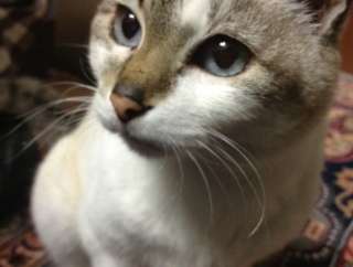 【画像大量】年末猫自慢スレ