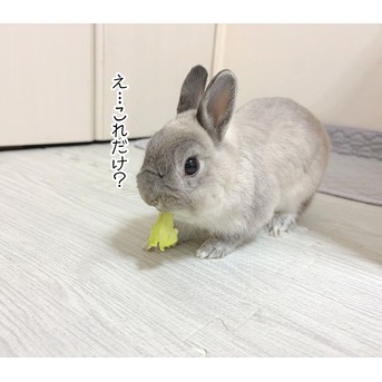 うさぎのルリ(9/5追記)