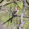 令和6(2024)年3月30日の鳥さん Vol.2　江戸川河川敷で野鳥の観察･撮影 小鳥色々登場!!ジョウビタキのオスも登場!!