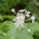 いいやま菜の花まつり　５月４日