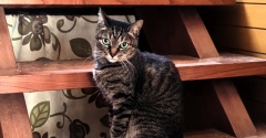 ヤヨイ　生きてく猫４