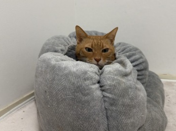 薬やサプリメント良し悪し　20260122