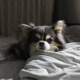 たかシェフのおうちごはん。と、白い犬。と、チワワ。