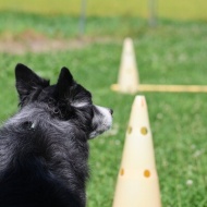 【犬のいる暮らし】黄色の背景が今年は早い！ついつい先の季節のことを考える！