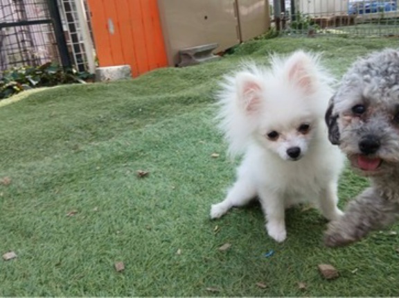 シェルターの子供達、とアスティちゃんの幼稚園💓👌