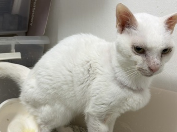 ウチューネコ採尿スタイル2026 20260216