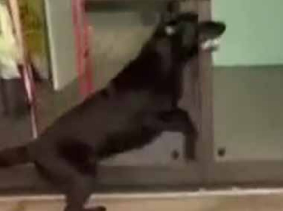 【やばい】 犬をプールに連れてきた。この日を待ってたよ！ →車から降りたらこんな様子です…