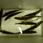 ayuebisuoyajiのblog