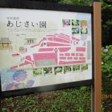 『雨の合間にアジサイ。』の画像