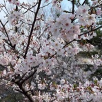 のらさん返事してよ　