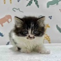 新しいねこちゃんの紹介です😸