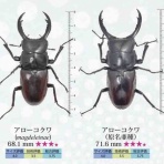 INSECTRIBE(インセクトライブ)